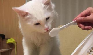 猫可以喝酸奶么 猫咪能喝酸奶吗